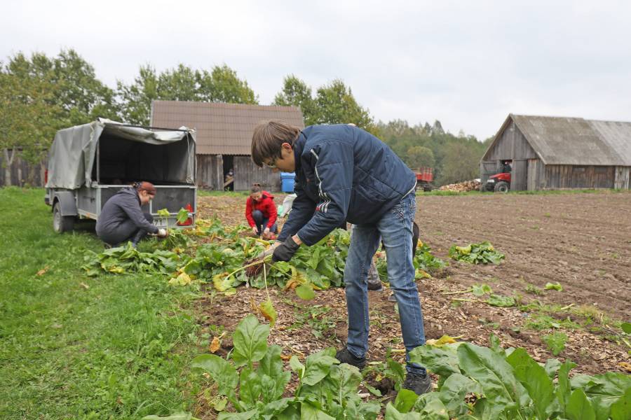 Junge Menschen bei der Ernte auf dem Feld