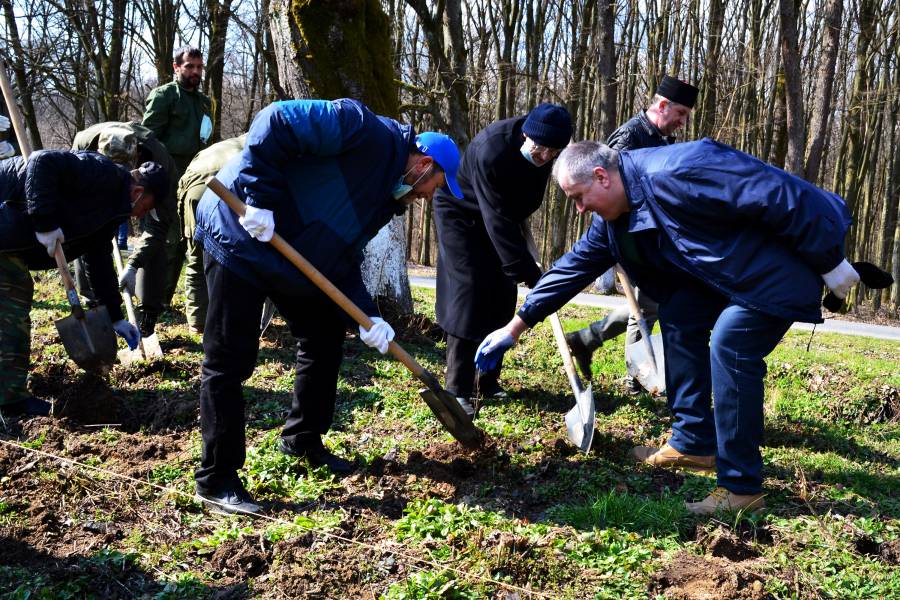 Männer beim Pflanzen von jungen Bäumen