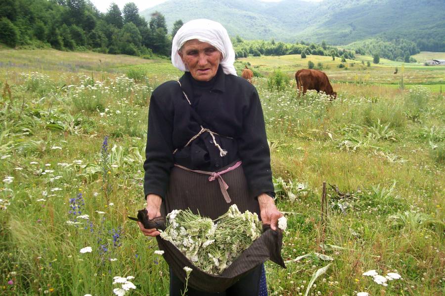 Albanerin sammelt Kräuter in der Bergregion der Diözese Sape