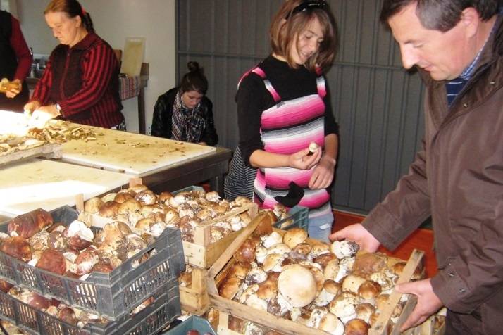 Landbewohner Albaniens bereiten Pilze für den Verkauf vor.