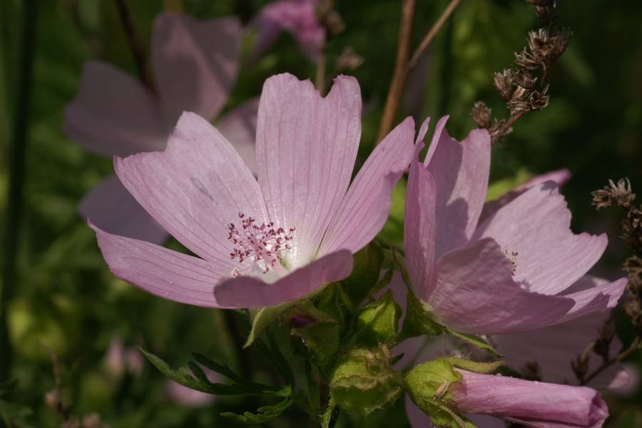 Blüte der Moschus-Malve