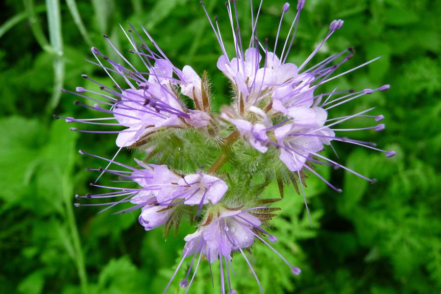 Blüte der Rainfarn-Phazelie