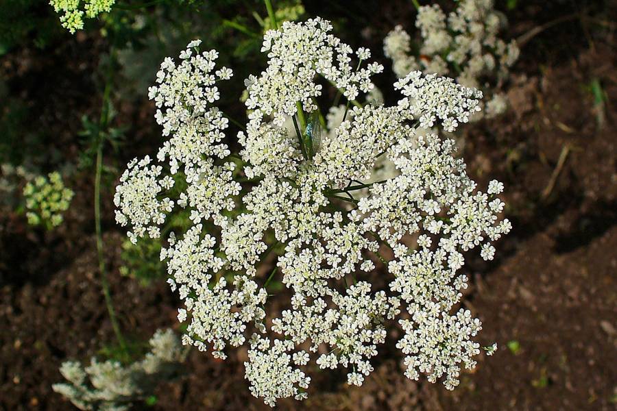 Eine Blüte der Knorpelmöhre