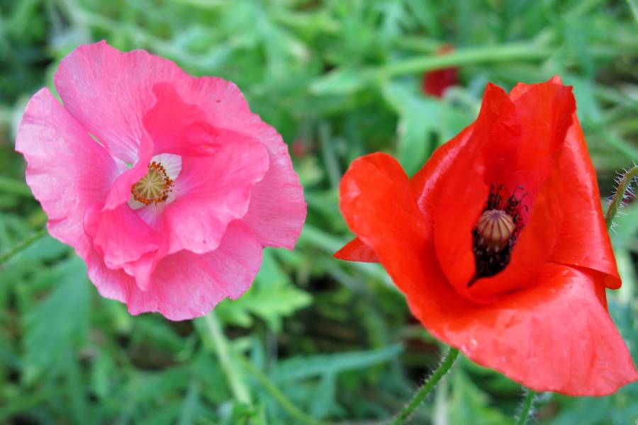 Mohnblüten in rosa und rot