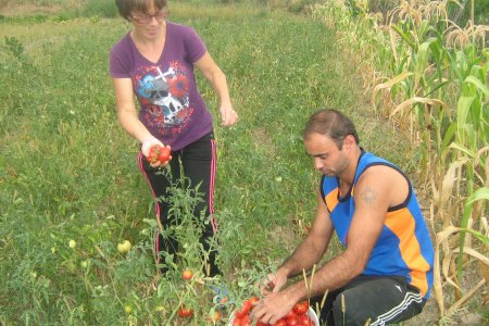 Eine Frau und ein Mann ernten Tomaten.