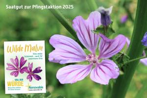 Das Foto zeigt eine Nahaufnahme einer blühenden Wilden Malve mit zart violetten Blüten und dunkleren Adern auf grünem Hintergrund. Links im Bild ist ein kleines Saatguttütchen eingeblendet, beschriftet mit: „Wilde Malve – Eine stolze Schönheit – auch für unwirtliche Orte“. Darunter steht das Motto „Voll der Würde“ sowie das Logo und der Schriftzug von Renovabis mit dem Zusatz: „Menschen stärken im Osten Europas“. Oben im Bild steht der Hinweis: „Saatgut zur Pfingstaktion 2025“.