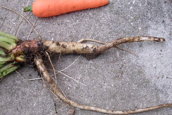 Eine Wurzel der Nachtkerze, daneben zum Größenvergleich eine kleinere Karotte - die beiden sind etwa gleich groß.